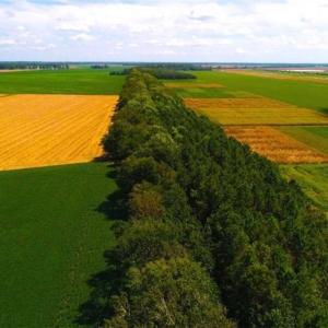 Photo of SOLD!!  44.11 Acres of Hunting Recreational and Timber Land in Beaufort County NC!