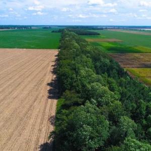 Photo of SOLD!!  44.11 Acres of Hunting Recreational and Timber Land in Beaufort County NC!