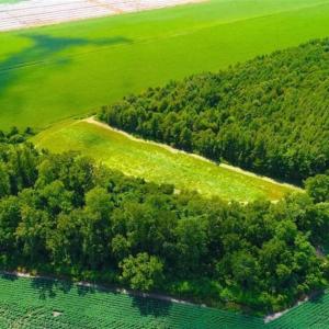 Photo of SOLD!!  44.11 Acres of Hunting Recreational and Timber Land in Beaufort County NC!