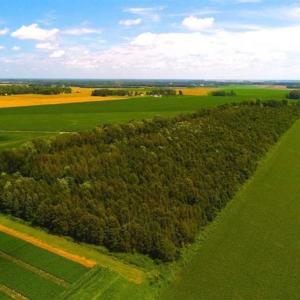 Photo of SOLD!!  44.11 Acres of Hunting Recreational and Timber Land in Beaufort County NC!