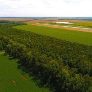 Photo of SOLD!!  44.11 Acres of Hunting Recreational and Timber Land in Beaufort County NC!