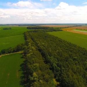 Photo of SOLD!!  44.11 Acres of Hunting Recreational and Timber Land in Beaufort County NC!