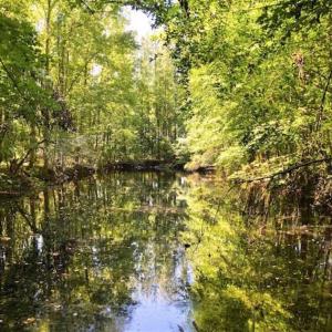 Photo of SOLD!!  44.11 Acres of Hunting Recreational and Timber Land in Beaufort County NC!