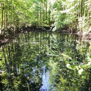 Photo of SOLD!!  44.11 Acres of Hunting Recreational and Timber Land in Beaufort County NC!