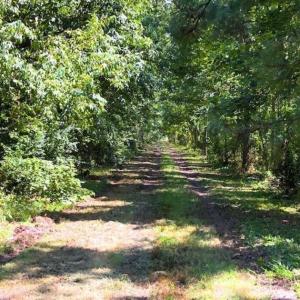 Photo of SOLD!!  44.11 Acres of Hunting Recreational and Timber Land in Beaufort County NC!