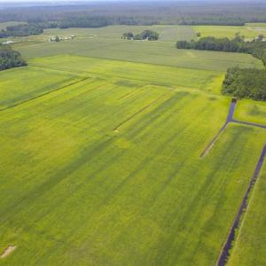 Photo of REDUCED!  97 Acres of Farm and Timber Land For sale in Tyrrell County NC!