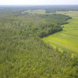 Photo of REDUCED!  97 Acres of Farm and Timber Land For sale in Tyrrell County NC!