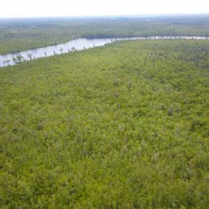 Photo of REDUCED!  97 Acres of Farm and Timber Land For sale in Tyrrell County NC!