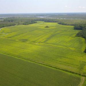Photo of REDUCED!  97 Acres of Farm and Timber Land For sale in Tyrrell County NC!