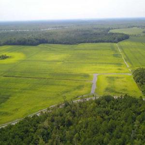 Photo of REDUCED!  97 Acres of Farm and Timber Land For sale in Tyrrell County NC!