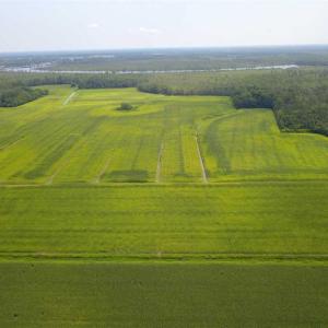 Photo of REDUCED!  97 Acres of Farm and Timber Land For sale in Tyrrell County NC!