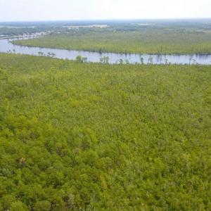Photo of REDUCED!  97 Acres of Farm and Timber Land For sale in Tyrrell County NC!
