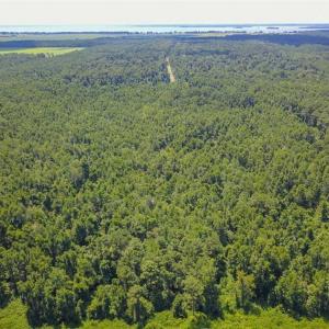 Photo of 364 Acres of Hunting Land For Sale in Hyde County NC!
