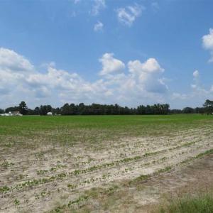 Photo of UNDER CONTRACT!!  15 Acres of Farm Land For Sale in Robeson County NC!