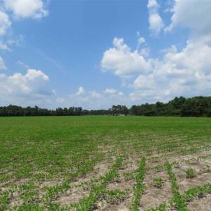 Photo of UNDER CONTRACT!!  15 Acres of Farm Land For Sale in Robeson County NC!
