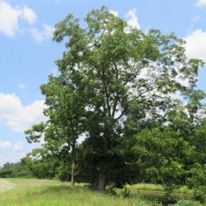 Photo of UNDER CONTRACT!!  15 Acres of Farm Land For Sale in Robeson County NC!
