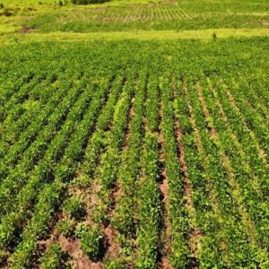 Photo of SOLD!!  9.09 Acres of Residential Farm Land For Sale in Halifax County NC!