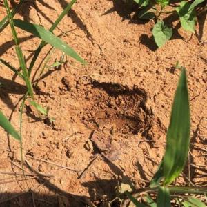 Photo of SOLD!!  9.09 Acres of Residential Farm Land For Sale in Halifax County NC!