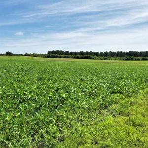 Photo of SOLD!!  9.09 Acres of Residential Farm Land For Sale in Halifax County NC!