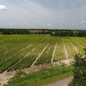 Photo of UNDER CONTRACT!!  130 Acres of Recreational and Residential Land For Sale in Robeson County NC!