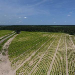 Photo of UNDER CONTRACT!!  130 Acres of Recreational and Residential Land For Sale in Robeson County NC!