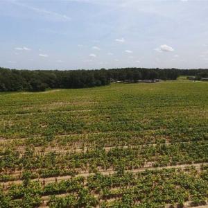 Photo of UNDER CONTRACT!!  130 Acres of Recreational and Residential Land For Sale in Robeson County NC!