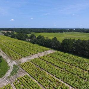 Photo of UNDER CONTRACT!!  130 Acres of Recreational and Residential Land For Sale in Robeson County NC!