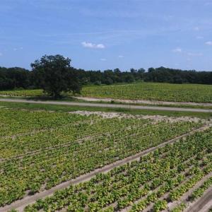 Photo of UNDER CONTRACT!!  130 Acres of Recreational and Residential Land For Sale in Robeson County NC!