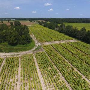 Photo of UNDER CONTRACT!!  130 Acres of Recreational and Residential Land For Sale in Robeson County NC!