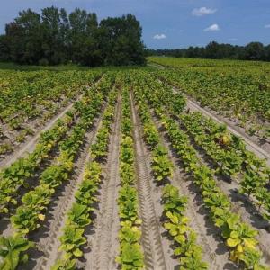 Photo of UNDER CONTRACT!!  130 Acres of Recreational and Residential Land For Sale in Robeson County NC!