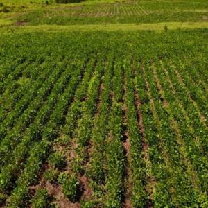 Photo of SOLD!!  9.08 Acres of Residential Farm Land For Sale in Halifax County NC!