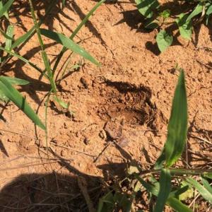 Photo of SOLD!!  9.08 Acres of Residential Farm Land For Sale in Halifax County NC!