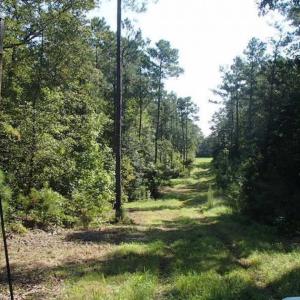 Photo of SOLD!!  121 Acres of Recreational Land For Sale in Northampton County NC!