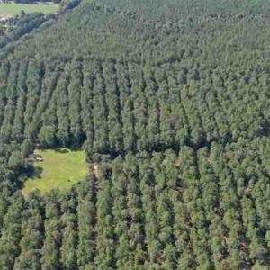 Photo of SOLD!!  121 Acres of Recreational Land For Sale in Northampton County NC!