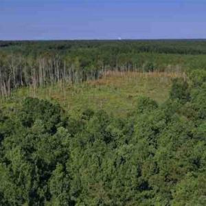 Photo of SOLD!!  121 Acres of Recreational Land For Sale in Northampton County NC!
