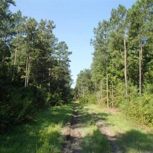 Photo of SOLD!!  121 Acres of Recreational Land For Sale in Northampton County NC!