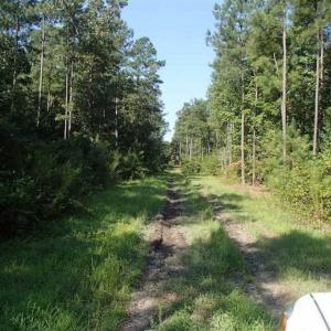 Photo of SOLD!!  121 Acres of Recreational Land For Sale in Northampton County NC!