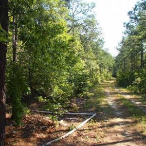 Photo of SOLD!!  121 Acres of Recreational Land For Sale in Northampton County NC!
