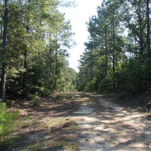 Photo of SOLD!!  121 Acres of Recreational Land For Sale in Northampton County NC!