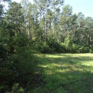 Photo of SOLD!!  121 Acres of Recreational Land For Sale in Northampton County NC!