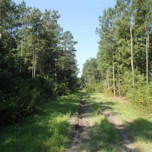 Photo of SOLD!!  121 Acres of Recreational Land For Sale in Northampton County NC!