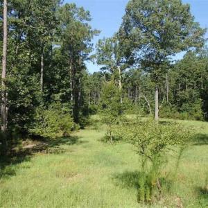 Photo of SOLD!!  121 Acres of Recreational Land For Sale in Northampton County NC!