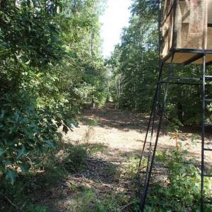 Photo of SOLD!!  121 Acres of Recreational Land For Sale in Northampton County NC!