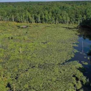 Photo of SOLD!!  121 Acres of Recreational Land For Sale in Northampton County NC!