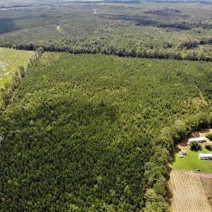 Photo of SOLD!!  105 Acres of Hunting and Timber Land For Sale in Northampton County NC!