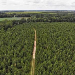 Photo of SOLD!!  105 Acres of Hunting and Timber Land For Sale in Northampton County NC!