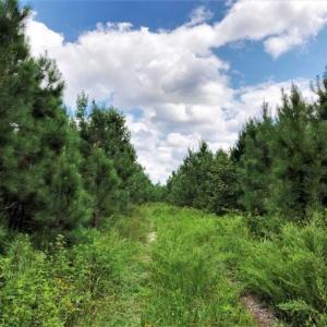 Photo of SOLD!!  105 Acres of Hunting and Timber Land For Sale in Northampton County NC!