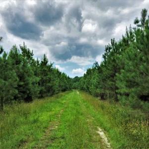 Photo of SOLD!!  105 Acres of Hunting and Timber Land For Sale in Northampton County NC!