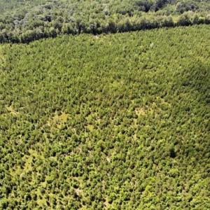 Photo of SOLD!!  105 Acres of Hunting and Timber Land For Sale in Northampton County NC!