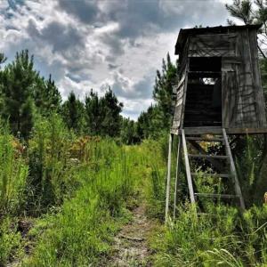 Photo of SOLD!!  105 Acres of Hunting and Timber Land For Sale in Northampton County NC!